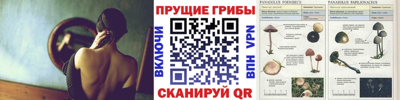 дарк нет состав  Нюрба  Галлюциногенные грибы прущие грибы  купить  